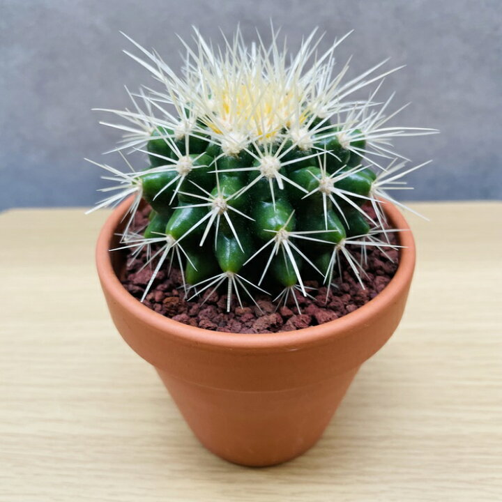 楽天市場】サボテンの王様 金鯱 3号鉢 観葉植物 多肉植物 金シャチ 