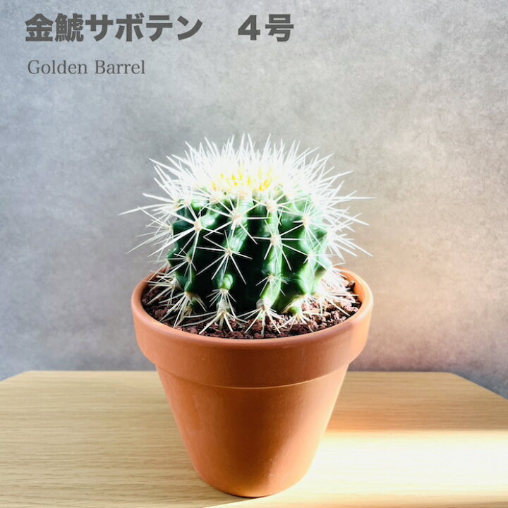 楽天市場】サボテンの王様 金鯱 4号鉢 観葉植物 多肉植物 金シャチ 