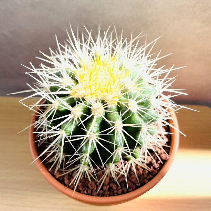 楽天市場】サボテンの王様 金鯱 4号鉢 観葉植物 多肉植物 金シャチ 
