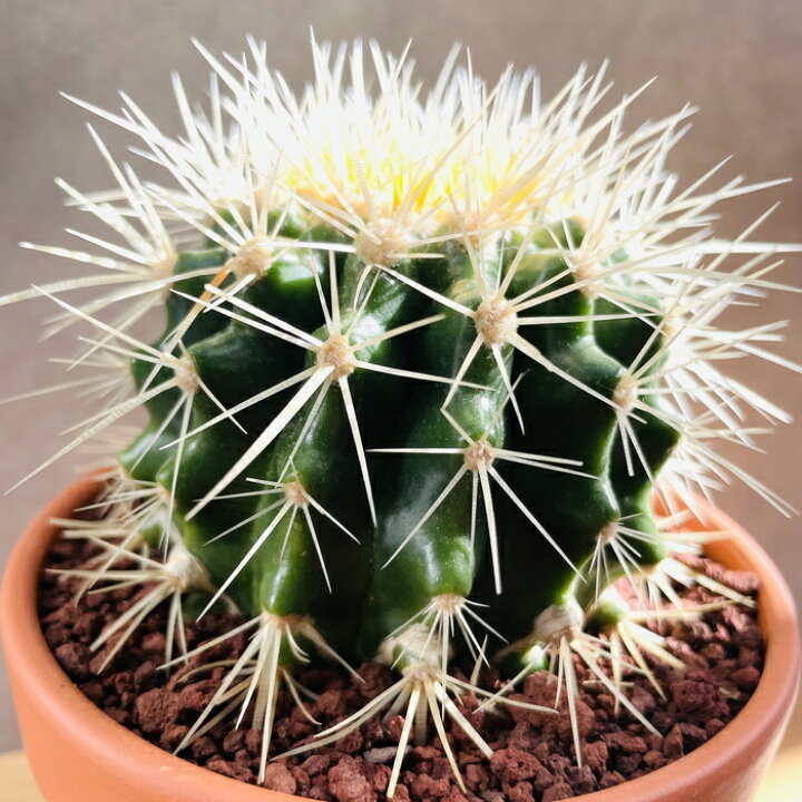 楽天市場】サボテンの王様 金鯱 4号鉢 観葉植物 多肉植物 金シャチ 