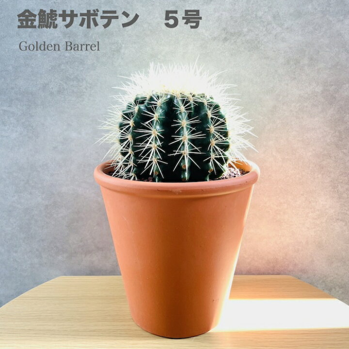 楽天市場】サボテンの王様 金鯱 5号鉢 観葉植物 多肉植物 金シャチ 