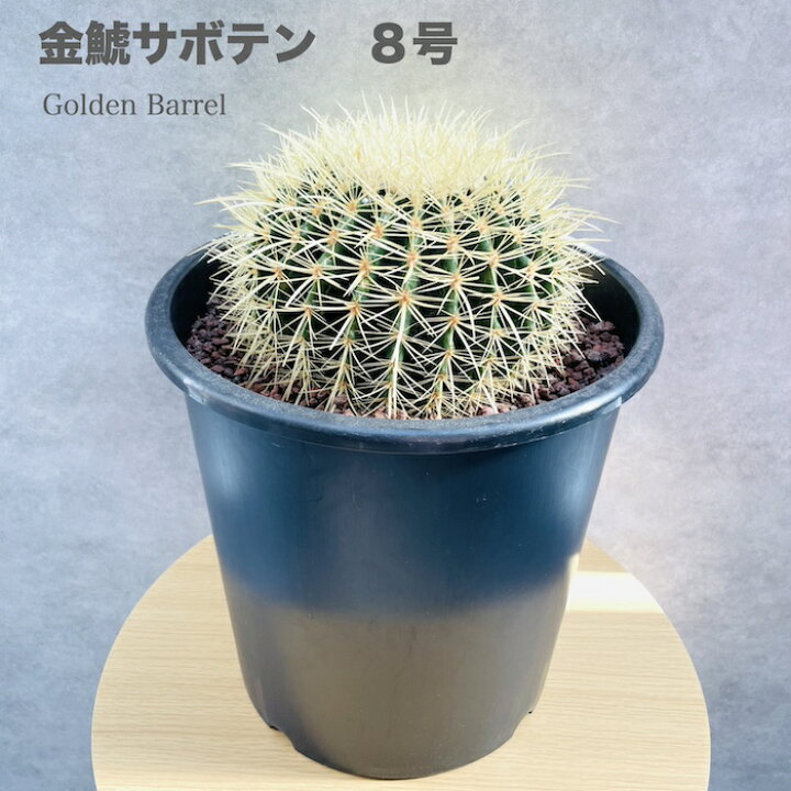 楽天市場】サボテンの王様 金鯱 8号鉢 大型 観葉植物 多肉植物 金 