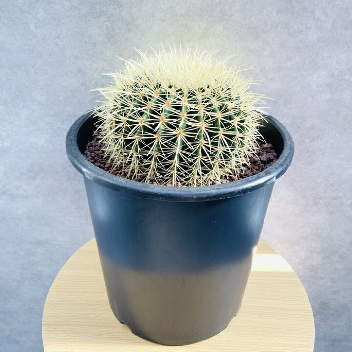 楽天市場】サボテンの王様 金鯱 8号鉢 大型 観葉植物 多肉植物 金 
