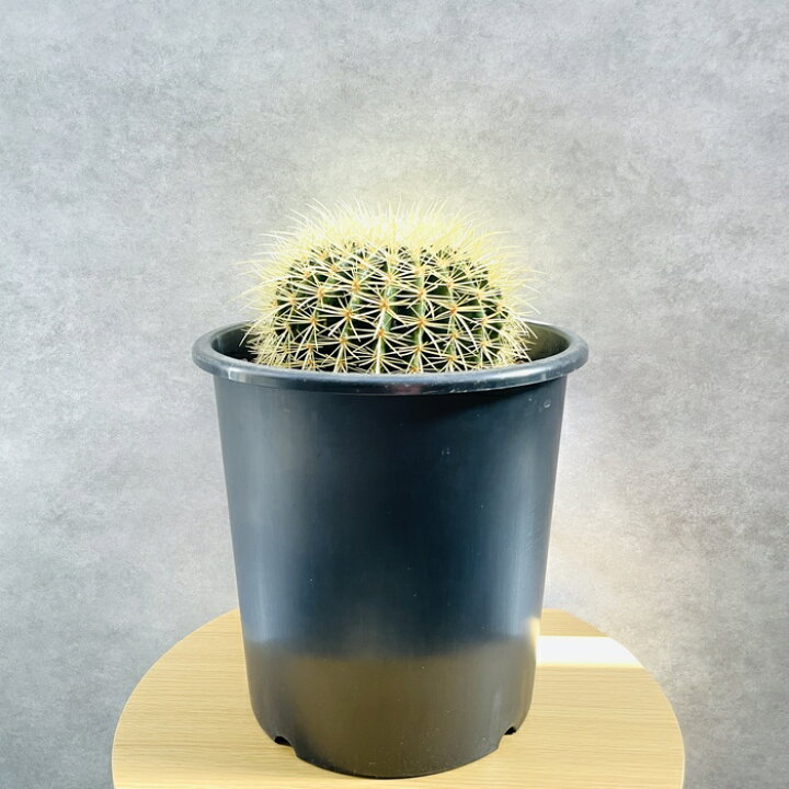 楽天市場】サボテンの王様 金鯱 8号鉢 大型 観葉植物 多肉植物 金 