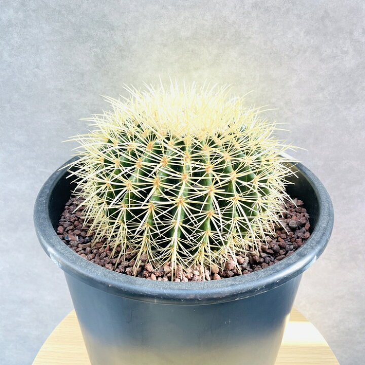 楽天市場】サボテンの王様 金鯱 8号鉢 大型 観葉植物 多肉植物 金 