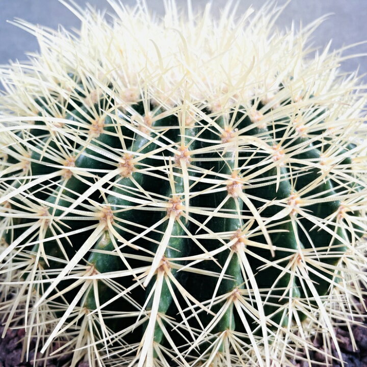 楽天市場】サボテンの王様 金鯱 8号鉢 大型 観葉植物 多肉植物 金 
