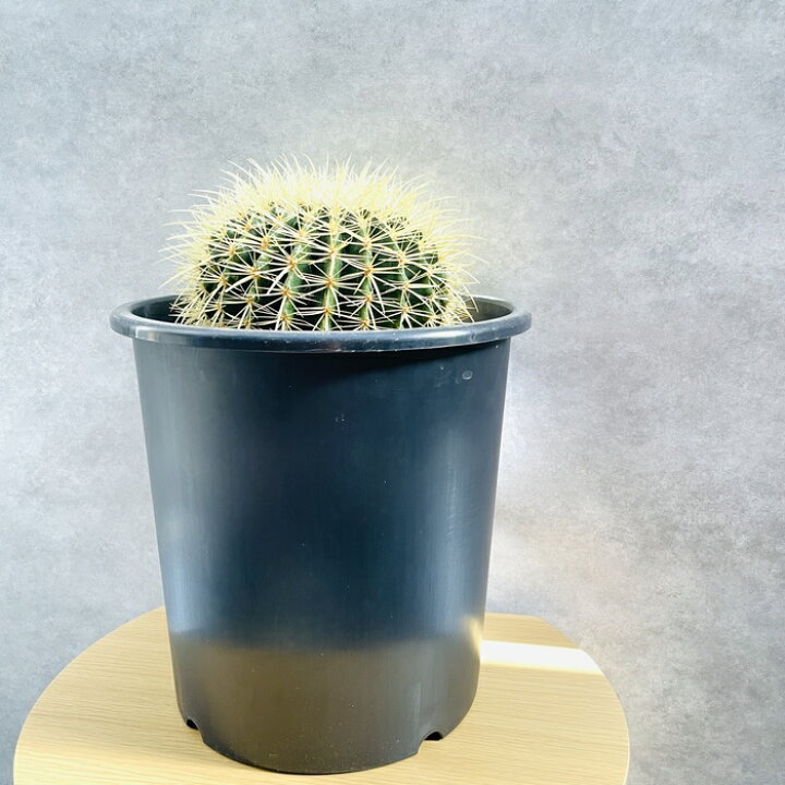 楽天市場】サボテンの王様 金鯱 8号鉢 大型 観葉植物 多肉植物 金 