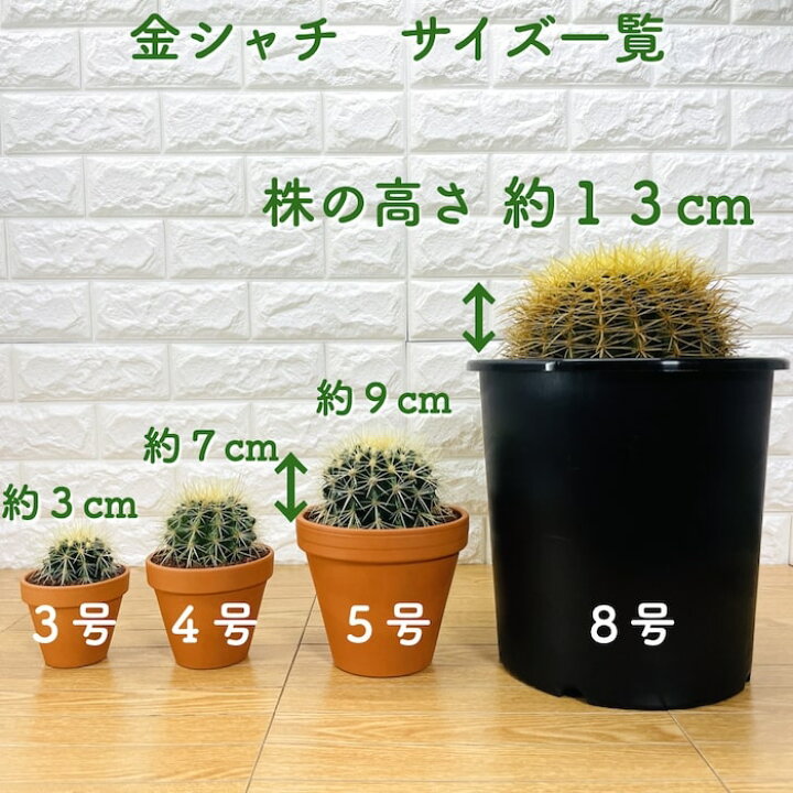 楽天市場】サボテンの王様 金鯱 5号鉢 観葉植物 多肉植物 金シャチ 