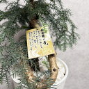 現品 観葉植物 黄金昇り竜 受け皿付き シマナンヨウスギ アローカリア 8号鉢苗 盆栽仕立て 幸運を招く樹木 縁起物 和風 和室 風水 地植え 鉢植え おしゃれな室内インテリア 玄関 初心者におすすめ 簡単育てやすい種類 耐陰性 部屋 屋外 かわいい ベランダ プレゼント モダン