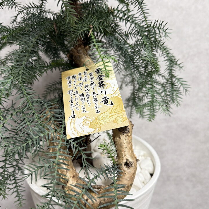 楽天市場】現品 観葉植物 黄金昇り竜 受け皿付き シマナンヨウスギ 