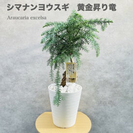 現品 観葉植物 黄金昇り竜 シマナンヨウスギ アローカリア 8号鉢 盆栽仕立て 幸運を招く樹木 室内 庭木 記念樹 シンボルツリー 地植え プランター 鉢植え 苗 プレゼントギフト 新築祝い 開店祝い 記念日 母の日 敬老の日 大きい 部屋 室内 リビング 玄関 ベランダ テレビ横