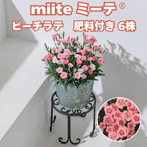 �y�\�񏤕i�z ���t�c �~�[�e miite �s�[�`���e �엿�t�� 3���|�b�g�ԕt���c �Ԃ̕c �T���g���[�t�����[�Y �i�f�V�R��