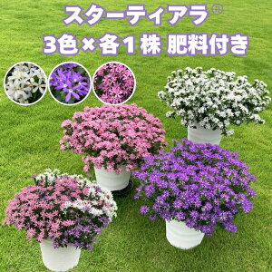 �y�\��c�z �X�^�[�e�B�A�� 3�F×�e1���Z�b�g �엿�t�� �z���C�g �u���[ �s���N 3.5���|�b�g�c �T���g���[�t�����[�Y �X�J�G�{���b�����ɋ����Ẳ� �K�[�f�j���O ���A�� �n���M���O �v����