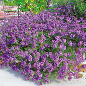 タピアン 4色から選べる 単色12株セット 9cmポット苗 肥料付き 3号 バーベナ属 パープリッシュホワイト ローズ バイオレット ラベンダー サントリーフラワーズ グランドカバー 雑草対策 多年草 宿根草