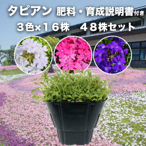 ^sA 3FZbg 3 / 6 / 12 / 24 / 48 9cm|bgc 엿t 3 OhJo[ ΑN o[xi i p[vbVzCg [Y oCIbg Tg[t[Y G