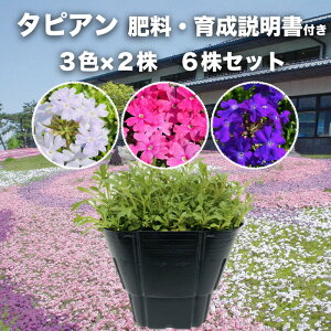 ^sA 3FZbg 3 / 6 / 12 / 24 / 48 9cm|bgc 엿t 3 OhJo[ ΑN o[xi i p[vbVzCg [Y oCIbg Tg[t[Y G