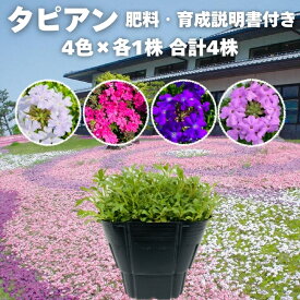 タピアン 4色セット 4株 / 12株 / 24株 / 48株 9cmポット苗 肥料付き 3号 バーベナ属 サントリーフラワーズ グランドカバー 雑草対策