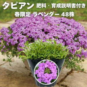 �^�s�A�� �c ���x���_�[ 1�� / 3�� / 6�� / 24�� / 48�� �엿�t�� ���i�� 9cm�|�b�g�c 3�� �o�[�x�i�� �T���g���[�t�����[�Y �O�����h�J�o�[ �G���΍�