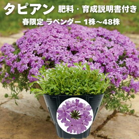 春限定品種 タピアン ラベンダー 1株 / 3株 / 6株 / 24株 / 48株 肥料付き 紫品種 9cmポット苗 3号 バーベナ属 サントリーフラワーズ グランドカバー 雑草対策