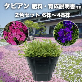 【レビュー特典付】 タピアン 苗 2色セット ローズ バイオレット 6株 12株 24株 48株 9cmポット 肥料付き 3号 バーベナ属 サントリーフラワーズ グランドカバー 雑草対策 常緑 多年草 宿根草 花壇 庭 ガーデニング 花 下草 鉢植え プランター