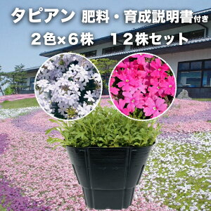 ^sA 2FZbg 6 / 12 / 24 / 48 9cm|bgc 엿t 3 o[xi p[vbVzCg [Y Tg[t[Y OhJo[ G΍ N h