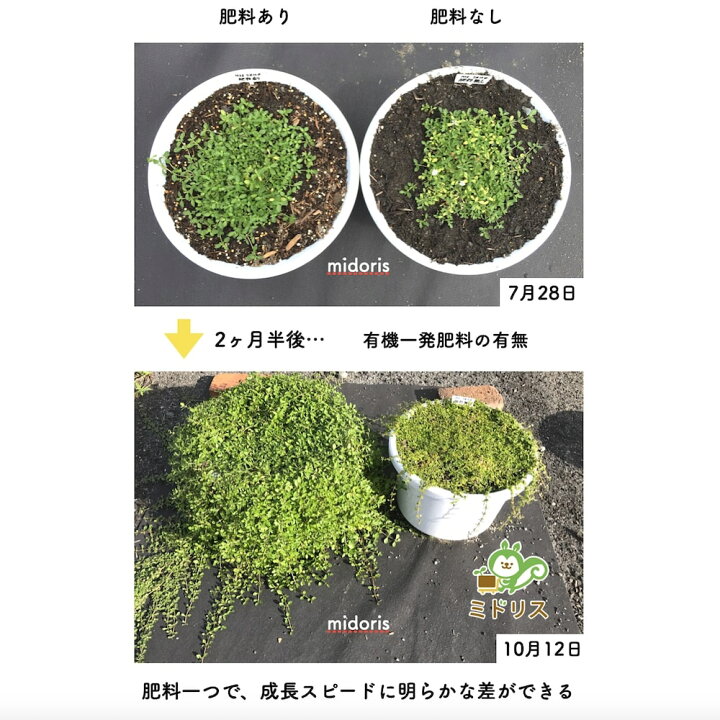 楽天市場 有機一発肥料 草花類用 1600g 800g ２袋 クラピアk7 K5 K3 におすすめ 観葉植物 K7 K5 K3 有機肥料 グランドカバー 芝桜 シバザクラ 追肥 元肥 お花の苗 株 プランター 鉢植えにも クラピア 観葉植物専門店ミドリス