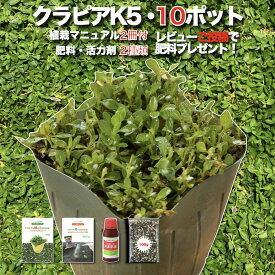 【レビュー特典あり】 クラピア K5 薄桃品種 10株 すくすくセット 植栽マニュアル付き 苗10ポット 肥料活力剤2種付き イワダレソウ改良種 グランドカバー 植物 プランツ 薄ピンクの花 庭 屋上 緑化 K7と同程度の耐寒性 多年草 地被植物 ほふく性 下草 背が低い 宿根草