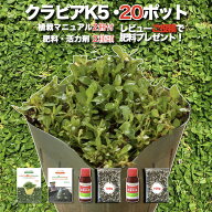 【レビュー特典あり】 クラピア K5（薄桃） 20株 すくすくセット 完全植栽マニュアル付き 苗20ポット 肥…
