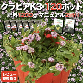 【レビュー特典あり】 クラピア K3（ピンク）紫品種 9cmポット苗 120鉢セット 有機入り一発果菜肥料1200gと完全植栽マニュアル付き ピンク色 桃色 イワダレソウ改良種 グランドカバー プランツ 雑草対策 庭 ガーデニング diy ガーデン K7と同等の耐病性 多年草 植物