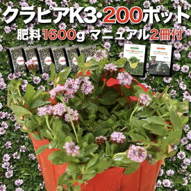 【予約特典あり】 クラピア K3 ピンク品種 9cmポット苗 200株 有機入り一発果菜肥料1600gと植栽マニュアル付き ピンク色 桃色 イワダレソウ改良種 グランドカバー プランツ 植物 ピンクの花 庭 屋上 緑化 耐寒性 多年草 地被植物 ほふく性 下草 背が低い 宿根草