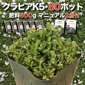 【予約特典あり】 クラピア K5（薄桃） 9cmポット苗 80鉢セット 有機入り一発果菜肥料600gと完全植栽マニュアル付き イワダレソウ改良種 グランドカバー プランツ 雑草対策 庭 ガーデニング diy 緑化 おすすめ ガーデン 多年草 植物