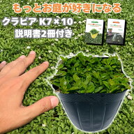 クラピア K7 苗 10ポット 白品種 グランドカバー 雑草対策 芝生の代わり マニュアル付き イワダレソウ改…