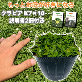 クラピア K7 苗 10ポット 白品種 グランドカバー 雑草対策 芝生の代わり マニュアル付き イワダレソウ改良種 多年草 地被植物 ほふく性 耐病性
