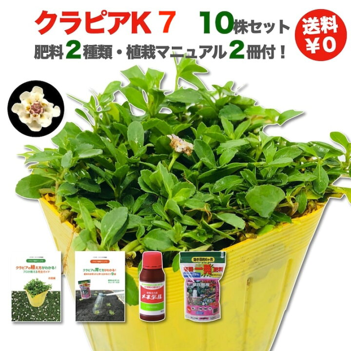 楽天市場 予約特典 レビュー特典あり クラピア K7 白 新品種 10株 すくすくセット 完全植栽マニュアル付き 苗10ポット 肥料2種 有機一発肥料 メネデール 雑草対策 グランドカバー K5より耐病性が優れる ミドリス 楽天市場店