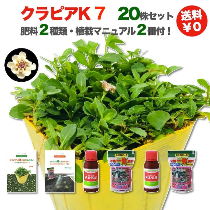 楽天市場 レビュー特典あり クラピア K7 白 新品種 株 すくすくセット 完全植栽マニュアル付き 苗ポット 肥料2種 有機一発肥料 メネデール スーパーイワダレソウ 改良種 新品種 白色 雑草対策 庭 ガーデニング Diy 緑化 おすすめ ガーデン K5より耐病