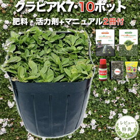 【レビュー特典あり】 クラピア K7（白） 10株 すくすく土壌改良セット 完全植栽マニュアル付き 苗10ポット 肥料 活力剤土壌改良剤 3種付き イワダレソウ改良種 グランドカバー 植物 宿根草 白の花 背が低い 多年草 地被植物 ほふく性 下草 プランツ 雑草対策 ガーデニング