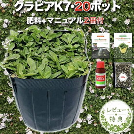 【レビュー特典あり】 クラピア K7 白品種 20株 すくすくセット 完全植栽マニュアル付き 苗20ポット 肥料活力剤2種 イワダレソウ改良種 白色 グランドカバー 植物 プランツ 白い花 プランツ 庭 屋上緑化 K5と同程度の耐寒性 多年草 地被植物 ほふく性 下草 背が低い 宿根草