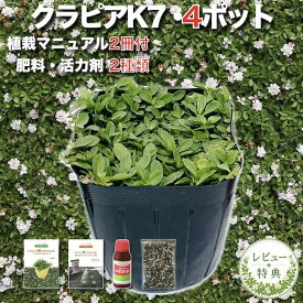 【レビュー特典】クラピア K7 苗4株 お試し1平米用 白品種 植栽マニュアル付き グランドカバー 植物 4ポット 肥料 活力剤 2種付き イワダレソウ改良種 白品種 白い花 プランツ 庭 屋上 緑化 多年草 地被植物 ほふく性 下草 背が低い 宿根草 ガーデニング 雑草対策 diy