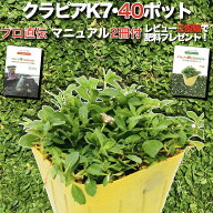 【肥料プレゼント中】 クラピア K7（白） 9cmポット苗 40鉢セット 完全植栽マニュアル付き グランドカバ…