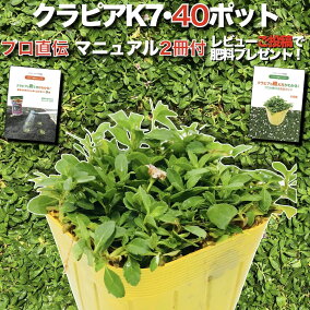 楽天市場 花の苗物 人気ランキング1位 売れ筋商品