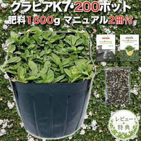 【肥料プレゼント中】 クラピア K7 白 9cmポット苗 200株セット 有機入り一発果菜肥料1600g付き 完全植栽マニュアル付き グランドカバー 植物 白品種 白い花 プランツ 庭 屋上 緑化 K5と同程度の耐寒性 多年草 地被植物 ほふく性 下草 背が低い ガーデニング