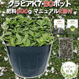 【肥料プレゼント中】 クラピア K7 白品種 9cmポット苗 80鉢セット 有機入り一発果菜肥料600g付き 植栽マニュアル付き グランドカバー 植物 イワダレソウ改良種 白い花 プランツ 庭 K5と同程度の耐寒性 多年草 地被植物 ほふく性 下草 背が低い ガーデニング
