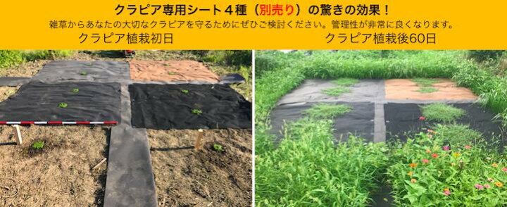 楽天市場】植栽シートライト 通根タイプ クラピア 植栽時におすすめ 1m 