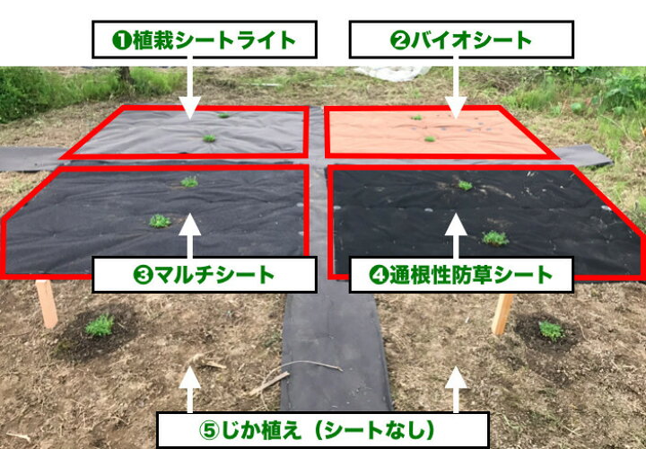 楽天市場】50平米分セット クラピア専用マルチシートセット 1m×50m 