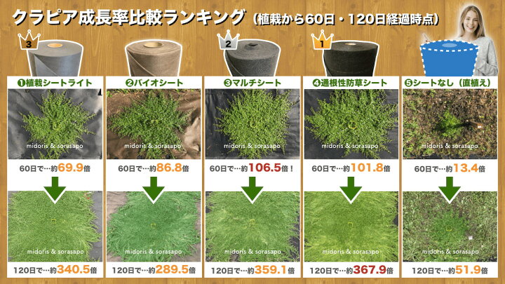 楽天市場】植栽シートライト 通根タイプ クラピア 植栽時におすすめ 1m 