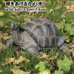 u J  TObY 17.5cm woobia E[rA 傫 킢  K[f CeA IuWF  v[g k  G  _ ʔ  Mtg O  