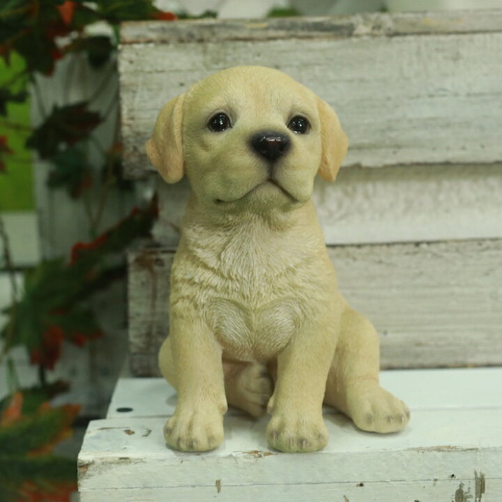 楽天市場】かわいい犬の置物 高さ16.5cm お座りラブラドールレトリバー 