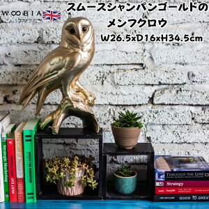 u  X[XVpS[h̃tNE F N 34.5cm woobia E[rA 傫 킢  K[f CeA IuWF  v[g k  G  