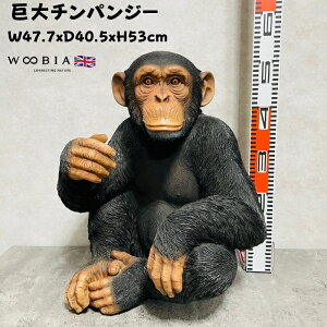 u `pW[ 53cm woobia E[rA 傫 킢  K[f CeA IuWF   v[g k  G  _ ʔ  Mtg O  A 