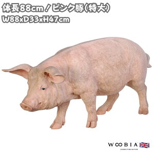 u  sN u^ObY 47cm IuWF ^ woobia E[rA 傫 킢  K[f CeA  v[g k  G  _ ʔ  Mtg 